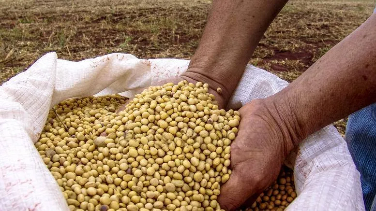 Soybeans Tanzania Iringa