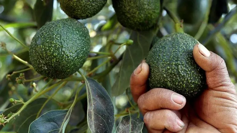 Tanzania avocado production