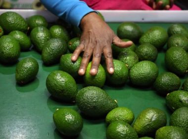 Avocado in Ruvuma Region
