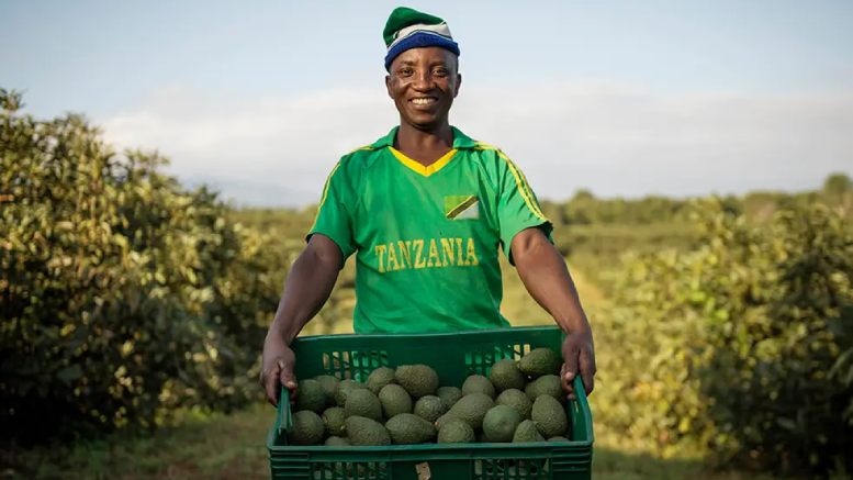 Tanzania avocado farming