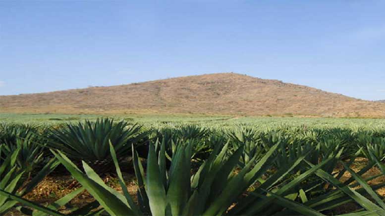 tanzania-sisal-production