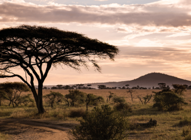 Serengeti Tanzania