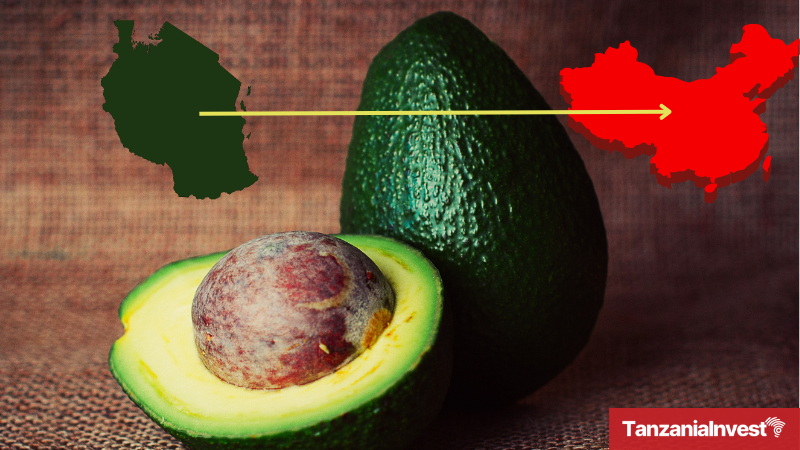 China opens Its market to Tanzanian avocados
