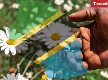 Tanzania pyrethrum