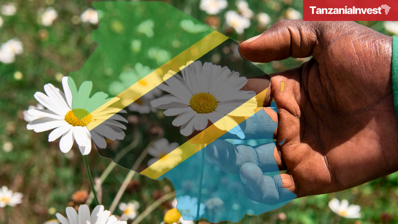 Tanzania pyrethrum