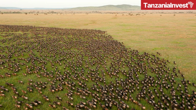 Serengeti wildebeest migration at the Serengeti National Park